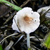 Garlic Marasmius Mushroom