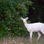 White-tailed deer leucistic variant