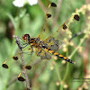 Calico Pennant Dragonfly