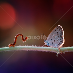 by Rhonny Dayusasono - Animals Insects & Spiders