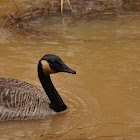 Canada Goose