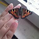 Small tortoiseshell