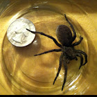 Southern house spider