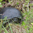 Florida red-bellied turtle