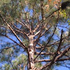 Longleaf Pine,L Yellow P, Southern Y Pine
