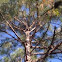 Longleaf Pine,L Yellow P, Southern Y Pine