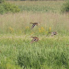 mallard female