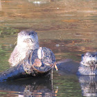 Northern River Otter