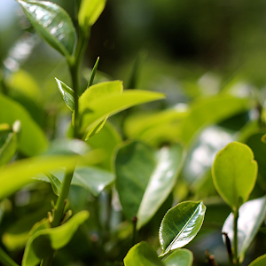 Green Tea leaf with rain LWP.apk 1.0