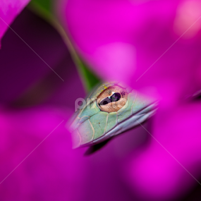Artsy Asian Vine Snake (Ahaetulla prasina) by Scott Trageser - Animals Reptiles