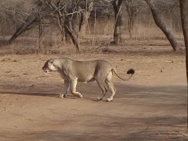 Asiatic Lion