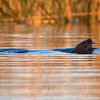 Neotropical river otter