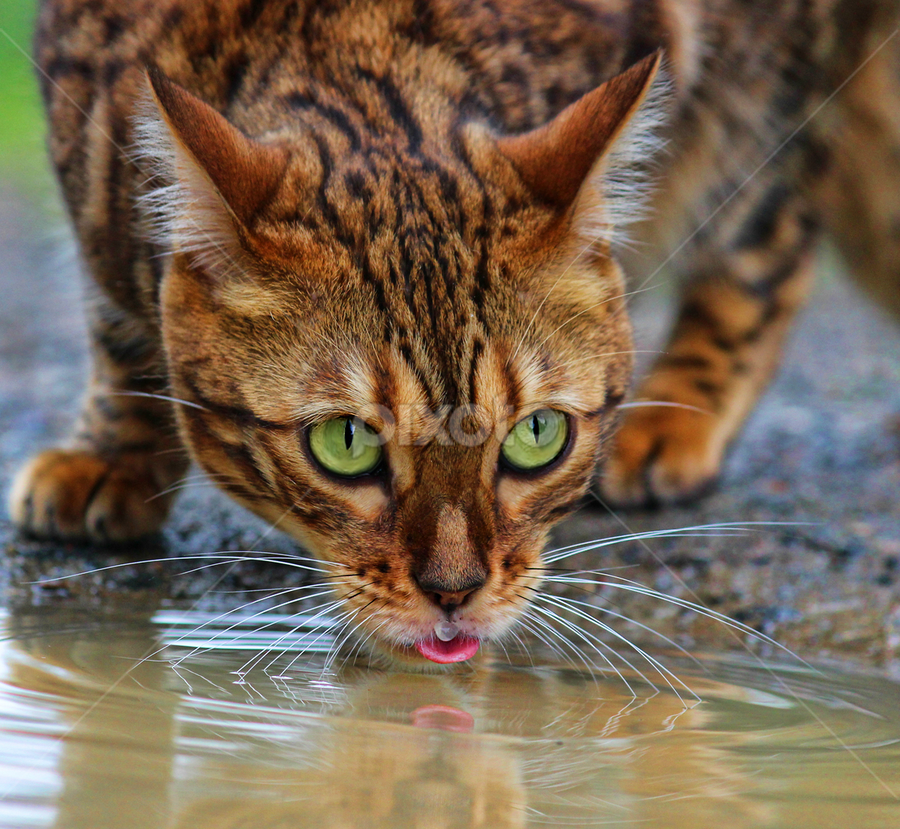 by Jane Bjerkli - Animals - Cats Portraits