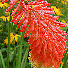 by Gordana Cajner - Flowers Flower Gardens