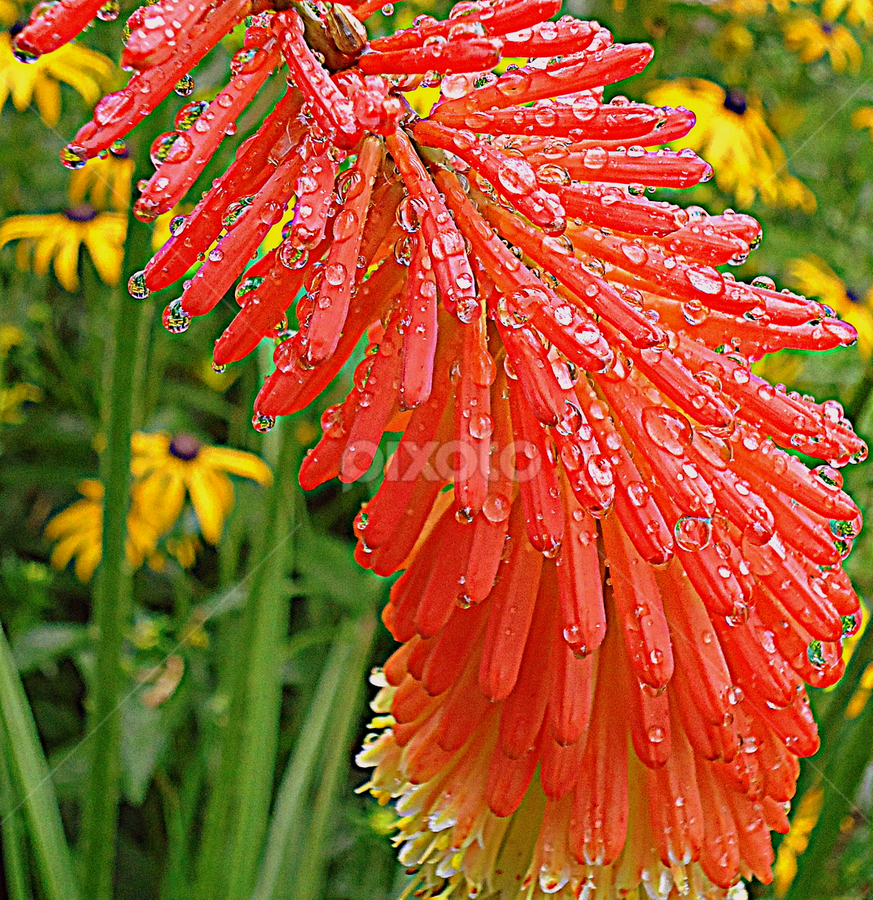 by Gordana Cajner - Flowers Flower Gardens