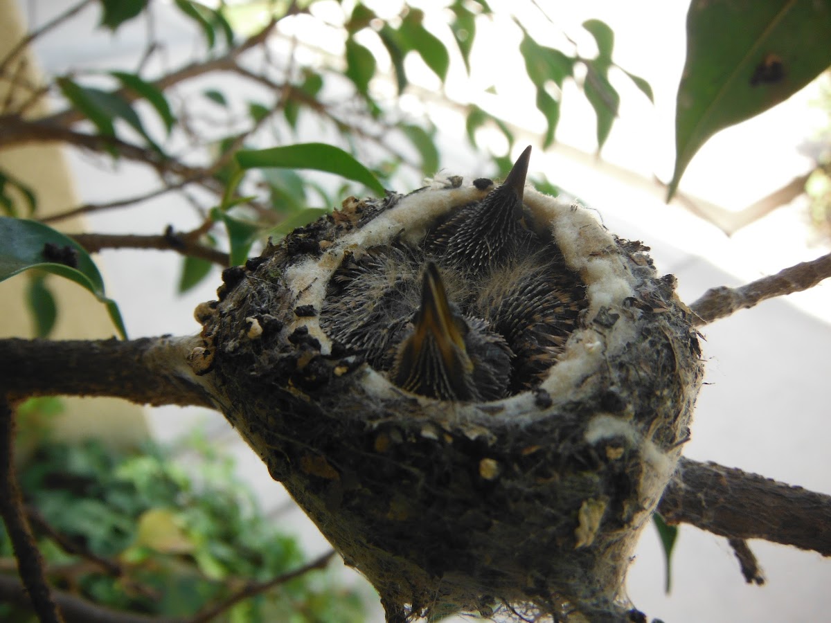 Baby Humming Bird