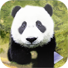 Animal World by AbsoLogix - 3D Games Studio