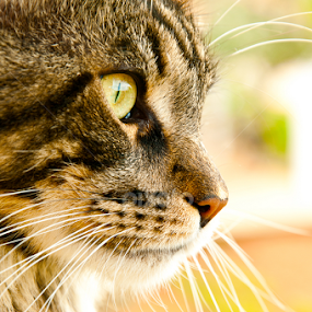 Determination by Luana Racan - Animals - Cats Portraits