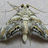 Crambidae moth