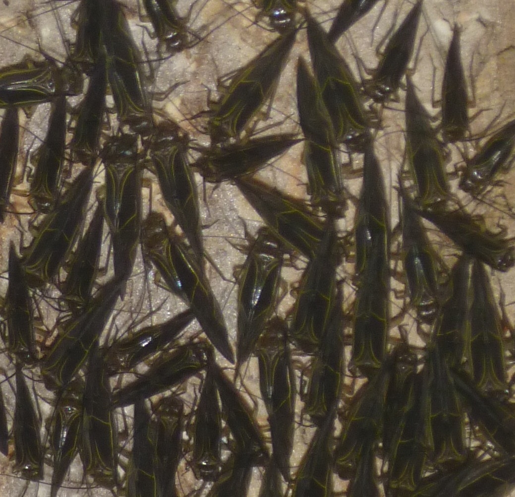 Cluster of Bark Lice