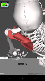 And acupuncture courtyard anatomy (skeletal) 3d poster 8