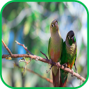 Parrot Wallpaper mobile app icon
