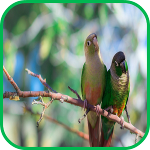 Parrot Wallpaper 1.0