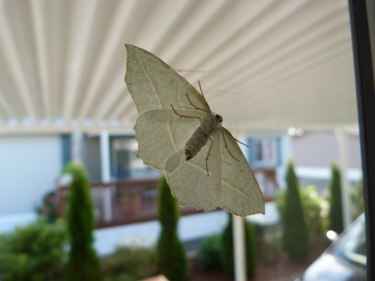 Pale Beauty Moth