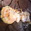 Bolo de garrofera, poliporo azufrado. Chicken mushroom