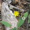 Indian Paint Brush