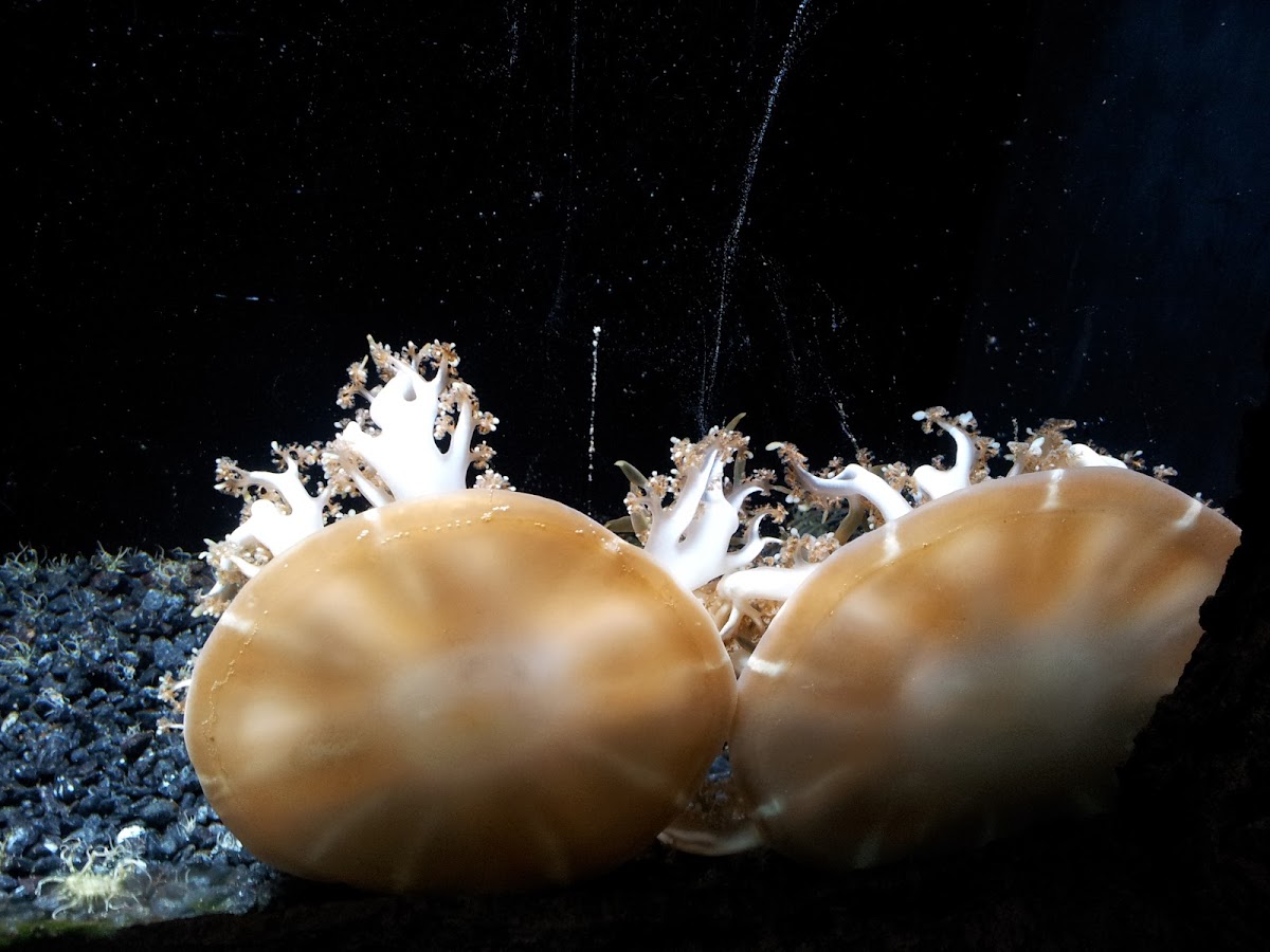 Jellyfish, Medusozoa