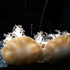 Jellyfish, Medusozoa