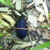Electric-Blue Ground Beetle