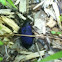 Electric-Blue Ground Beetle