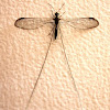 Spoonwing - Thread-winged Antlion