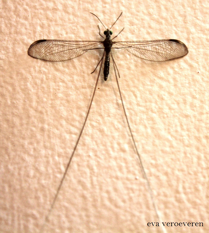 Spoonwing - Thread-winged Antlion