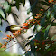 Fork-tailed Sunbird 叉尾太陽鳥