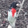 Rose-breasted Grosbeak