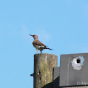 Norther Flicker