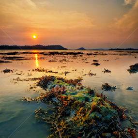 Beauty roomates covered by Endra Sunarto - Nature Up Close Rock & Stone