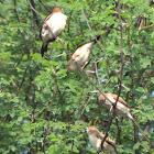 Indian Silverbill