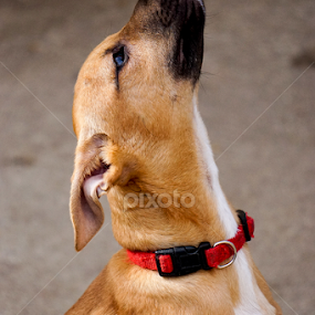Reach for the Stars by Tonya Sheetz - Animals - Dogs Portraits