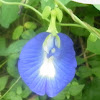 Butterfly Pea