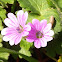 Dove's-foot Crane's-bill