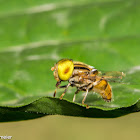 Eristalinus hoverfly