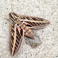 Oceanside, California Moths