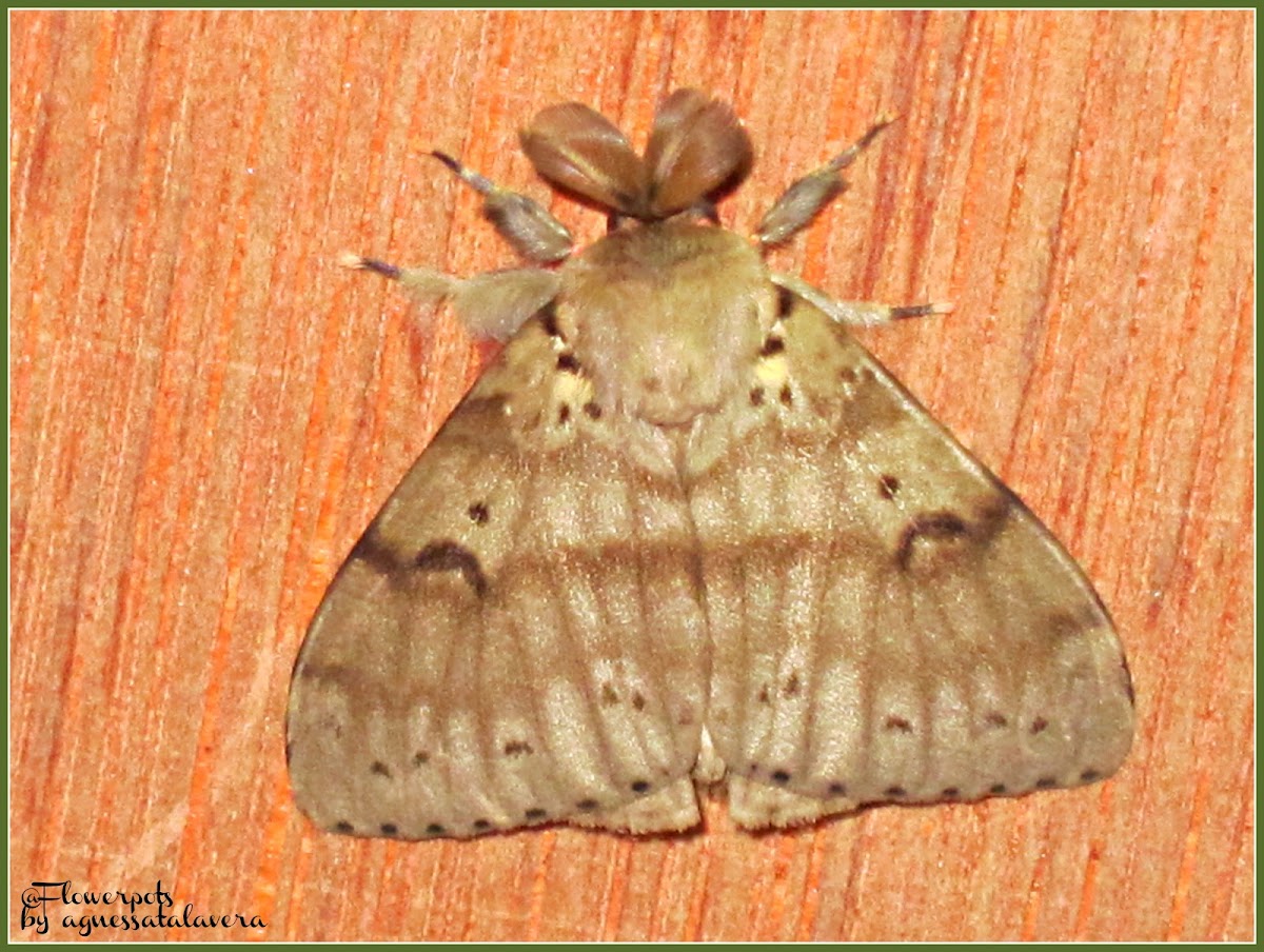 Luna Gypsy Moth ♂