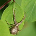 Running crab spider