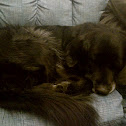 Long-Haired Black Labrador