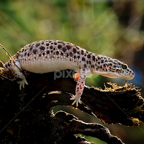 Jump by Bocah Bocor - Animals Reptiles
